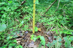 Mickelopteris cordata