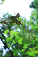 Mickelopteris cordata