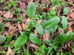 Myosotis sparsiflora