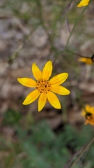 Bidens xanti