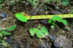 Mickelopteris cordata