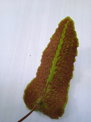 Mickelopteris cordata