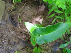 Mickelopteris cordata