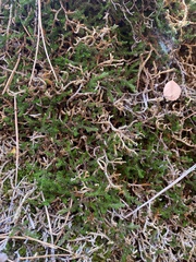 Selaginella underwoodii