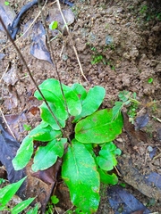 Mickelopteris cordata
