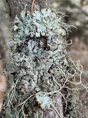 Hypogymnia bitteri