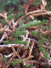 Selaginella underwoodii