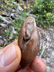 Euglandina rosea image