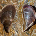 photo of Hairy Mussel (Trichomya hirsuta)