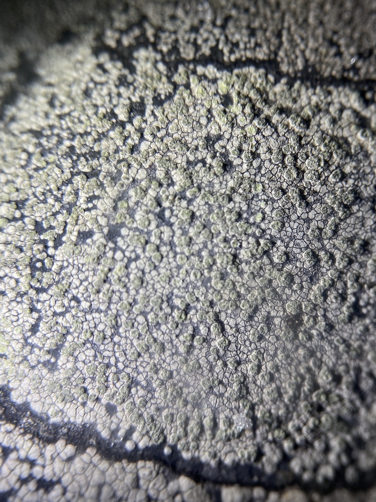 Bellemerea subsorediza