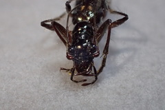 Ctenostoma