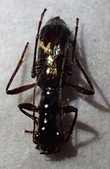 Ctenostoma