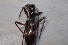 Ctenostoma