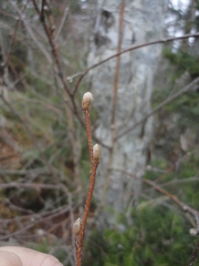 Betula lanata