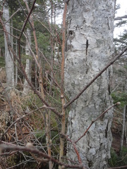 Betula lanata