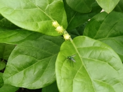 Condylostylus