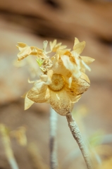 Malva occidentalis