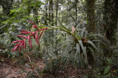Tillandsia gymnobotrya