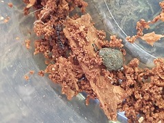 Austroponera castanea