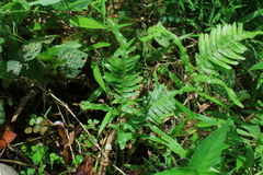Pteris heteromorpha