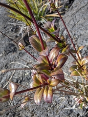 Kadua centranthoides