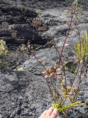 Kadua centranthoides