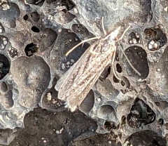 Eudonia venosa