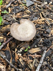 Agaricus incultorum