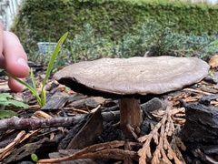 Agaricus incultorum