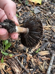 Agaricus incultorum