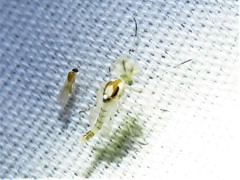 Coelotanypus concinnus