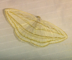 Orthocabera sericea