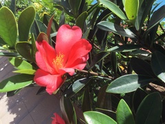 Camellia azalea