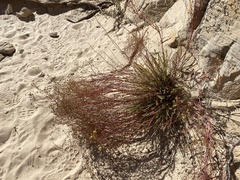 Ivesia sabulosa