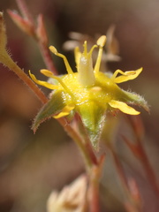 Ivesia sabulosa