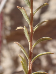 Ivesia sabulosa