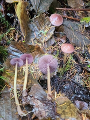 Gliophorus