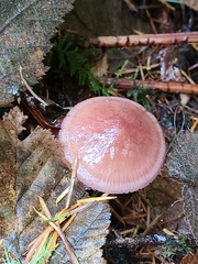 Gliophorus