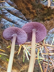 Gliophorus