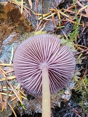 Gliophorus