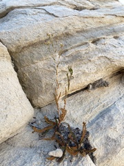 Ivesia sabulosa