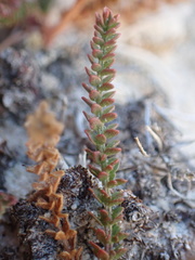 Ivesia sabulosa