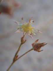 Ivesia sabulosa