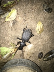 Anthiinae