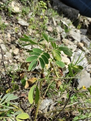 Senna crotalarioides