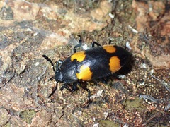 Episcapha quadrimacula