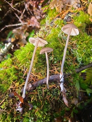 Entoloma gracilipes