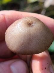 Entoloma gracilipes