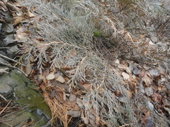 Microbiota decussata