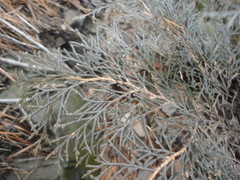 Microbiota decussata